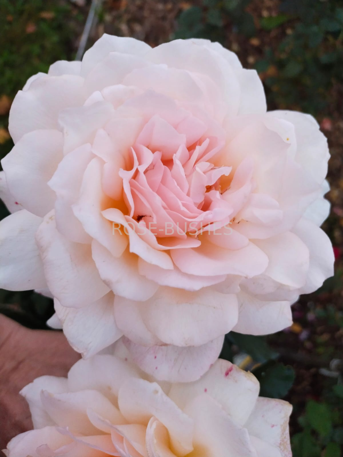 ������ �����. Chandos Beauty. (��)